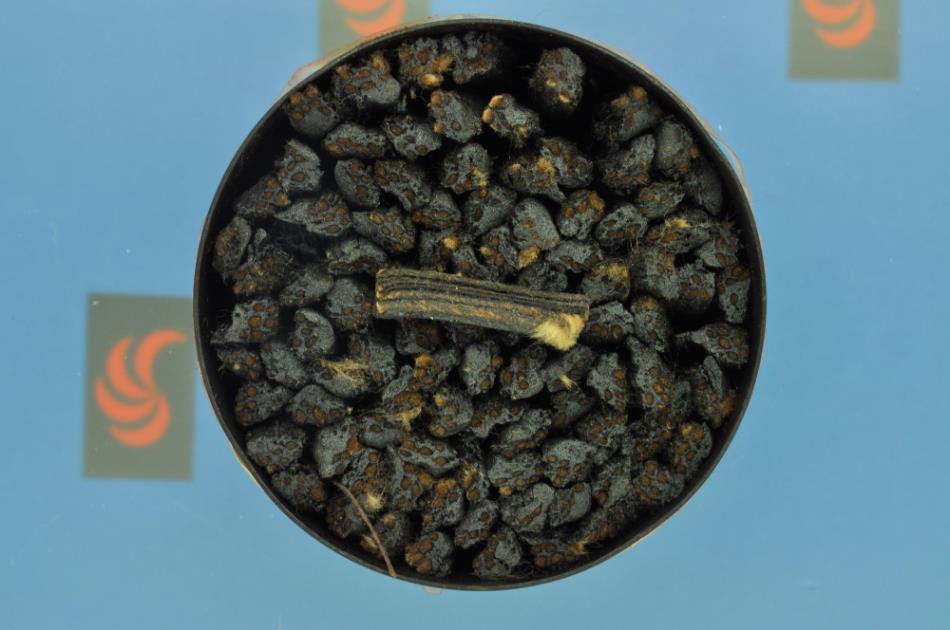 Ateşleyici Fitil Pancar SM-00054